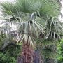 Chinese waaierpalm